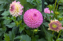 Load image into Gallery viewer, Hapet Pearl Dahlia Tuber - HPTPL
