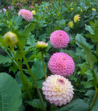 Load image into Gallery viewer, Hapet Pearl Dahlia Tuber - HPTPL
