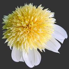 Load image into Gallery viewer, Platinum Blonde Dahlia Tuber - PLBL (5 Pack)
