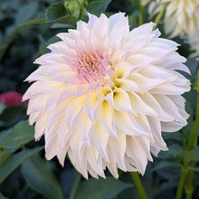 Load image into Gallery viewer, KA Champagne Dahlia Tuber - KACHM
