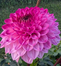 Load image into Gallery viewer, Hillcrest Johnathan Dahlia Tuber - HCJN
