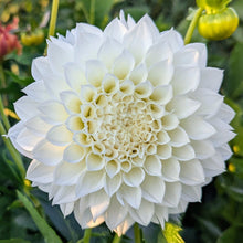 Load image into Gallery viewer, KA Bella Luna Dahlia Tuber - KABLL
