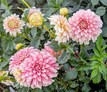 Load image into Gallery viewer, KA Mocha Jo Dahlia Tuber - KAMCJ
