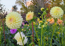 Load image into Gallery viewer, KA Champagne Dahlia Tuber - KACHM
