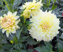 Load image into Gallery viewer, Westerton Lillian Dahlia Tuber - WSTLL

