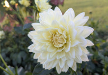 Load image into Gallery viewer, Sandia Showboat Dahlia Tuber - SNDSHB
