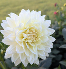 Load image into Gallery viewer, Sandia Showboat Dahlia Tuber - SNDSHB
