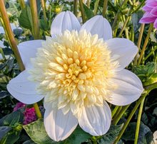 Load image into Gallery viewer, Platinum Blonde Dahlia Tuber - PLBL (5 Pack)
