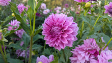Load image into Gallery viewer, Alpen Pauline Dahlia Tuber - ALP (5 Pack)
