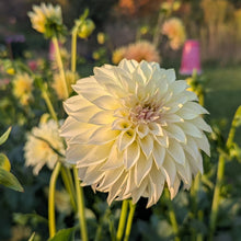 Load image into Gallery viewer, KA Champagne Dahlia Tuber - KACHM
