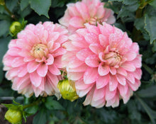 Load image into Gallery viewer, KA Mocha Jo Dahlia Tuber - KAMCJ
