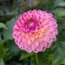 Load image into Gallery viewer, Hapet Pearl Dahlia Tuber - HPTPL
