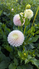 Load image into Gallery viewer, Camano Zoe Dahlia Tuber - CMNZO
