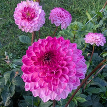 Load image into Gallery viewer, Hillcrest Johnathan Dahlia Tuber - HCJN

