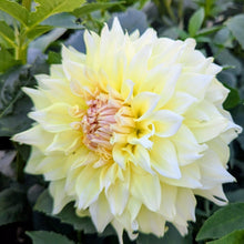 Load image into Gallery viewer, Westerton Lillian Dahlia Tuber - WSTLL
