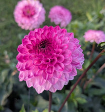 Load image into Gallery viewer, Hillcrest Johnathan Dahlia Tuber - HCJN
