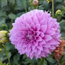 Load image into Gallery viewer, Vassio Meggos Dahlia Tuber - VMG (5 Pack)
