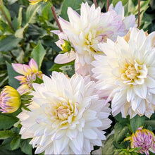 Load image into Gallery viewer, Crazy Love Dahlia Tuber - CRLV
