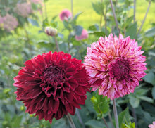 Load image into Gallery viewer, Bowser Candy Kiss Dahlia Tuber - BWCK
