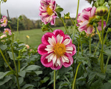 Load image into Gallery viewer, Bumble Rumble Dahlia Tuber - BMRMB
