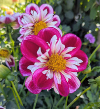 Load image into Gallery viewer, Bumble Rumble Dahlia Tuber - BMRMB
