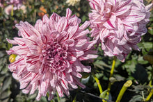Load image into Gallery viewer, Misty Imagination Dahlia Tuber - MSTIM
