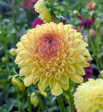 Load image into Gallery viewer, Ferncliff Fiesta Dahlia Tuber - FCFI
