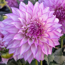 Load image into Gallery viewer, Clearview Debby Dahlia Tuber - CLVD
