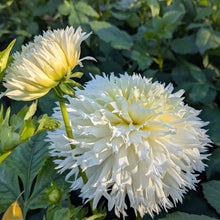Load image into Gallery viewer, Colwood Hope Dahlia Tuber - CWHP

