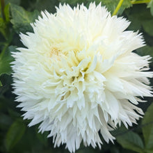 Load image into Gallery viewer, Colwood Hope Dahlia Tuber - CWHP
