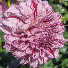 Load image into Gallery viewer, Misty Imagination Dahlia Tuber - MSTIM
