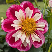 Load image into Gallery viewer, Bumble Rumble Dahlia Tuber - BMRMB
