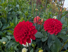 Load image into Gallery viewer, Red Symphony Dahlia Tuber - RDSM
