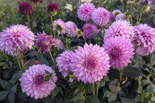 Load image into Gallery viewer, Clearview Debby Dahlia Tuber - CLVD
