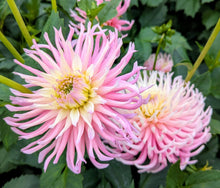 Load image into Gallery viewer, Hollyhill Cotton Candy Dahlia Tuber - HHCC
