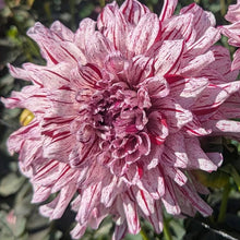 Load image into Gallery viewer, Misty Imagination Dahlia Tuber - MSTIM
