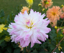 Load image into Gallery viewer, CB Tanya Dahlia Tuber - CBTN
