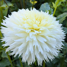 Load image into Gallery viewer, Colwood Hope Dahlia Tuber - CWHP
