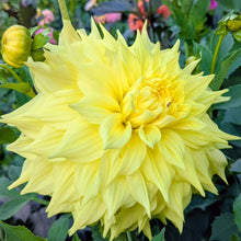 Load image into Gallery viewer, Penhill Yellow Queen Dahlia Tuber - PENY
