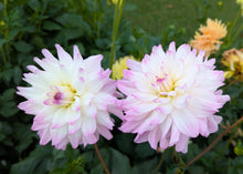 Load image into Gallery viewer, CB Tanya Dahlia Tuber - CBTN
