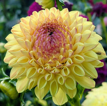 Load image into Gallery viewer, Ferncliff Fiesta Dahlia Tuber - FCFI
