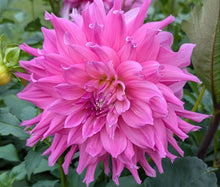Load image into Gallery viewer, Elsie Huston Dahlia Tuber - ELHS
