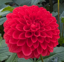Load image into Gallery viewer, Red Symphony Dahlia Tuber - RDSM
