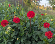 Load image into Gallery viewer, Red Symphony Dahlia Tuber - RDSM
