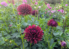 Load image into Gallery viewer, Hollyhill Black Beauty Dahlia Tuber - HHBB
