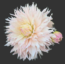 Load image into Gallery viewer, Hapet Champagne Dahlia Tuber - HPCH
