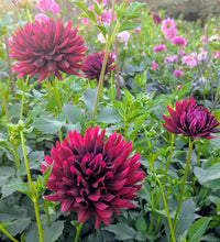 Load image into Gallery viewer, Hollyhill Black Beauty Dahlia Tuber - HHBB
