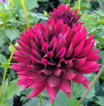 Load image into Gallery viewer, Hollyhill Black Beauty Dahlia Tuber - HHBB
