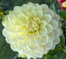 Load image into Gallery viewer, Sunkissed Dahlia Tuber - SNKS
