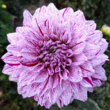 Load image into Gallery viewer, Misty Imagination Dahlia Tuber - MSTIM
